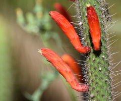 Até os espinhos dão flores...