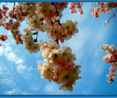 BLÜTEN