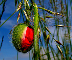 KNOSPE