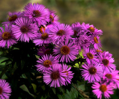 BLÜTEN