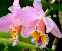 Catleya