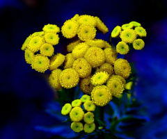BLÜTEN