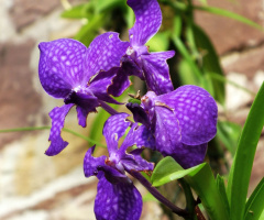 orchid 