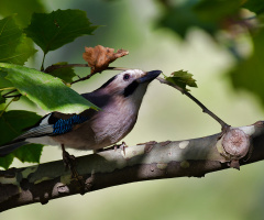 Alakarga / Garrulus glandarius