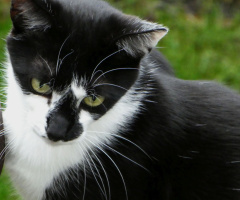 One of the neighboring cats