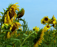 SONNENBLUMEN