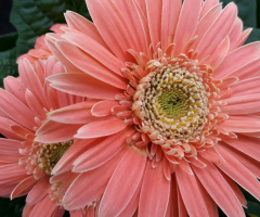 Delicate 