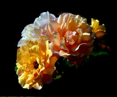 BLÜTEN