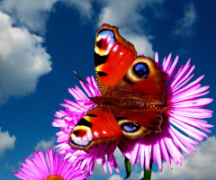 SCHMETTERLING 