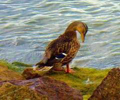 ENTE