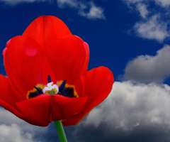 BLÜTE