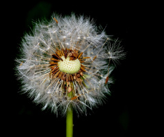 PUSTEBLUME 