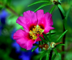 BLÜTE