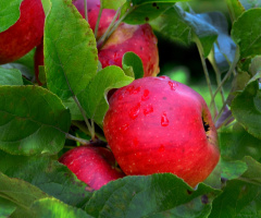 ÄPFEL