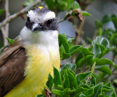 Bem-te-vi (Pitangus sulphuratus)