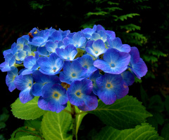 BLÜTEN