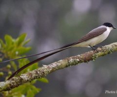 Fork-tailed Flycatcher