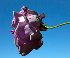 BLÜTE