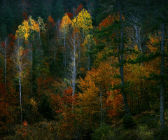 ORMAN
