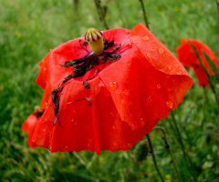 BLÜTE