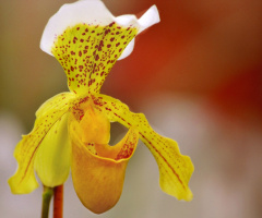 Paphiopedilum orchid 