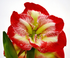Amaryllis