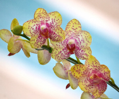Orquídeas