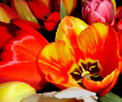 BLÜTEN