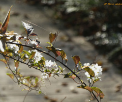 Flowering branch in winter
