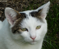 Neighbour's cat 