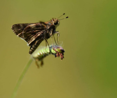Delicate 