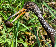 Limpkin