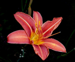 BLÜTE