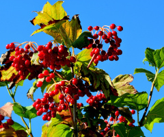 BEEREN