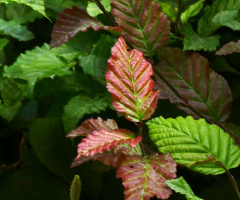 autumn color