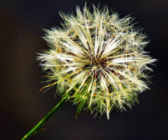 Dandelion