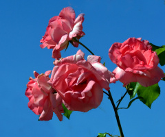 BLÜTEN