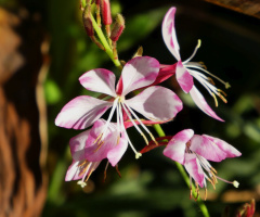 blossoms