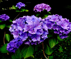 BLÜTEN