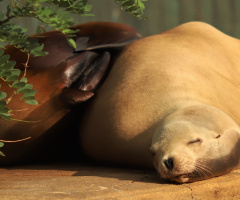 Sea Lion Moment ...