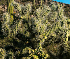 Cactus Focus Stacking