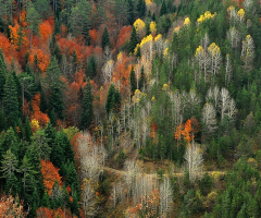 ORMAN