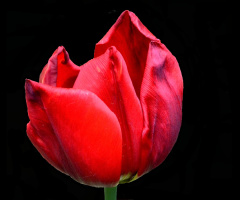 BLÜTE