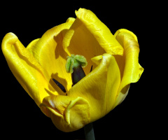 BLÜTE