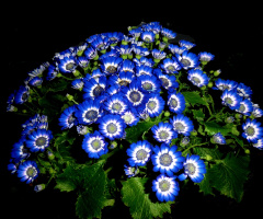 BLÜTEN