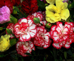 BLUMEN