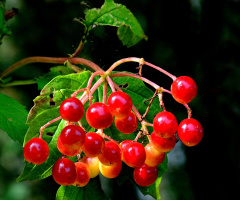 BEEREN