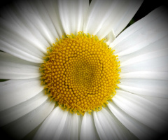 Margarida