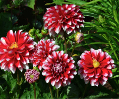 BLÜTEN
