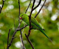 Plain Parakeet